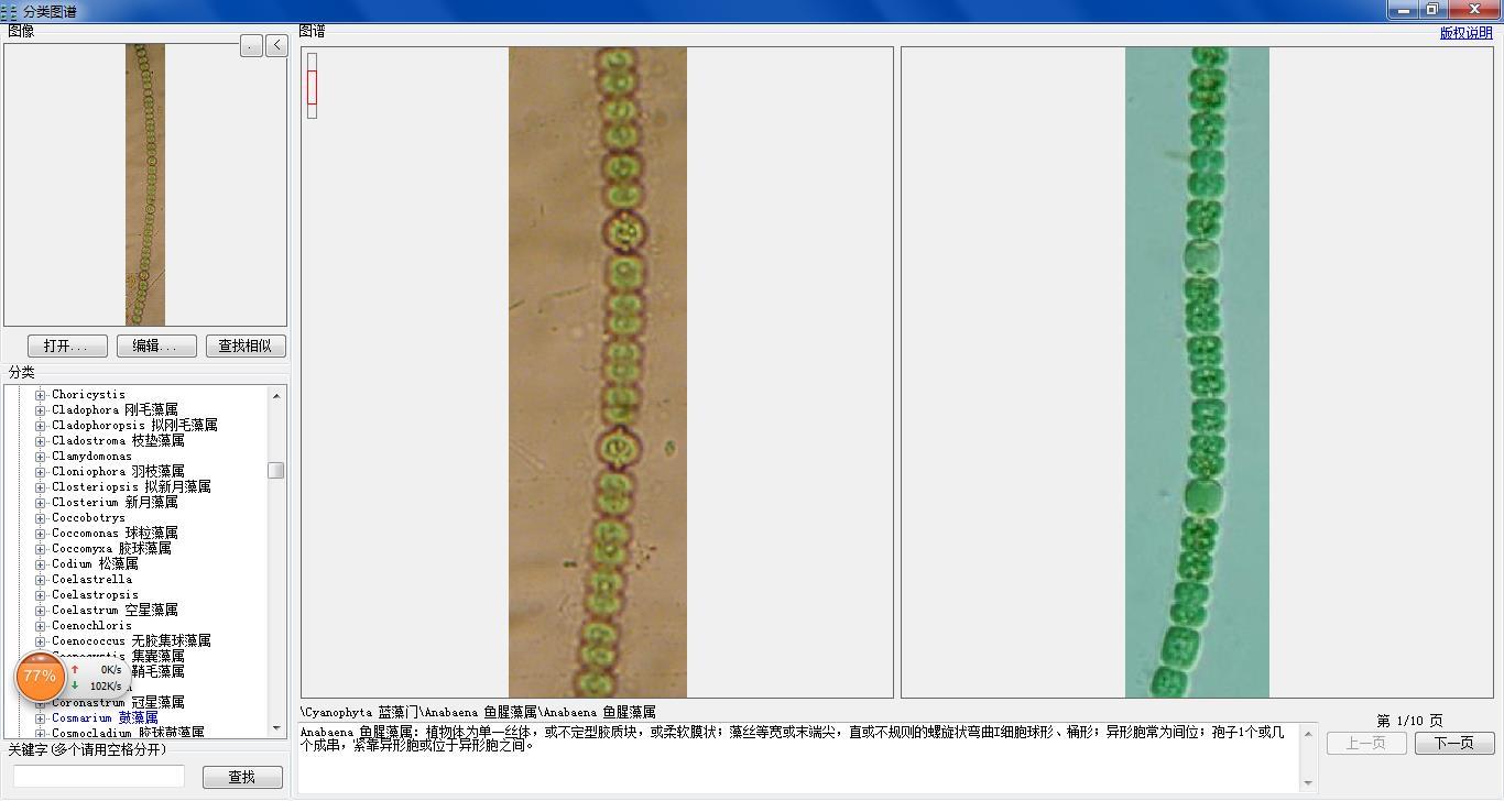 anabaena 鱼腥藻属