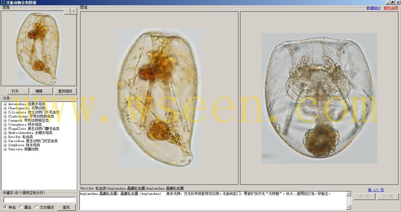 asplanchna 晶囊轮虫属