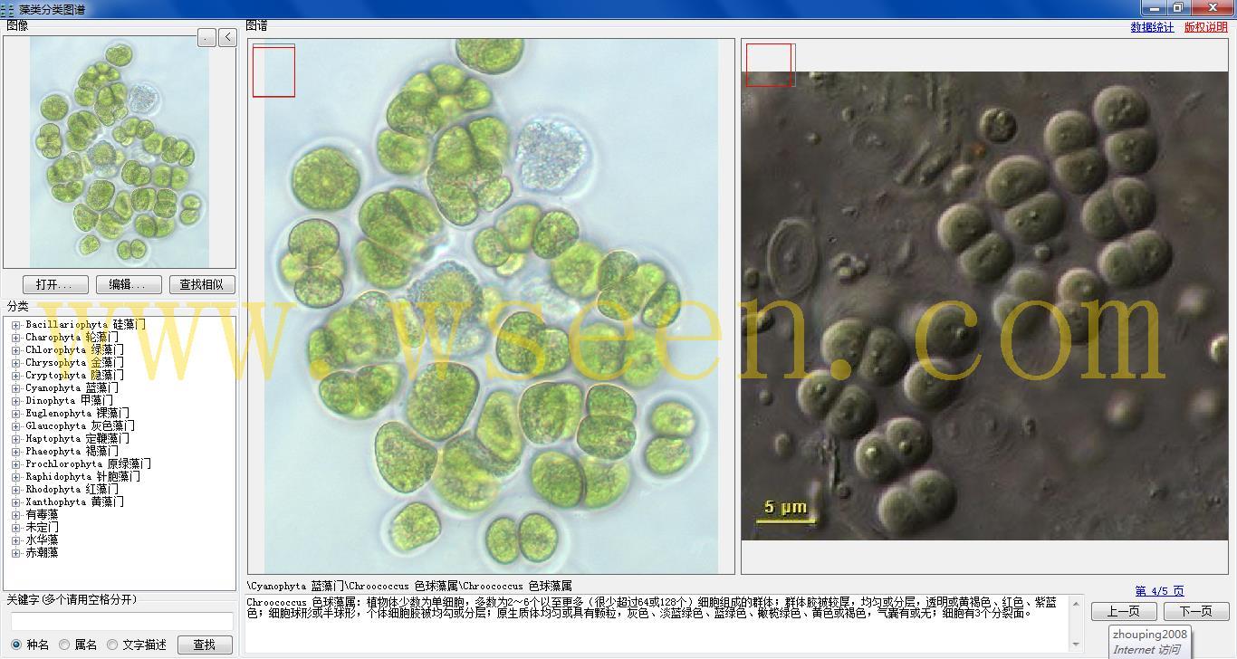 chroococcus 色球藻属