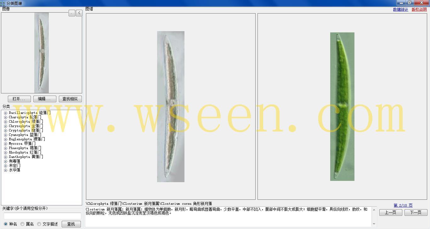 closterium cornu 角形新月藻