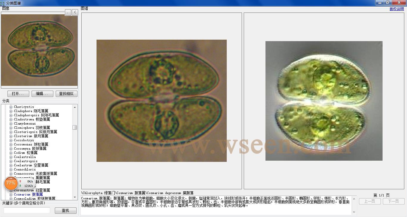 cosmarium depressum 扁鼓藻