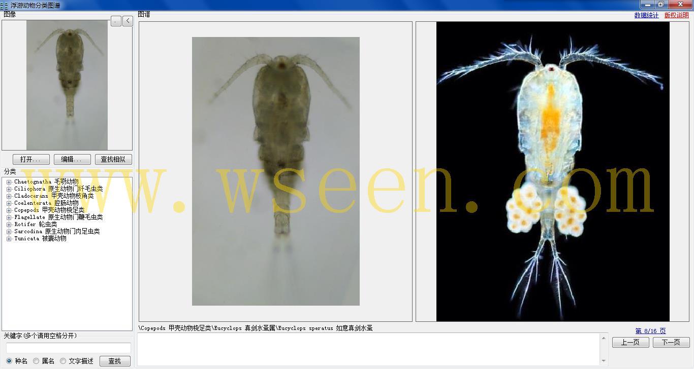 eucyclops speratus 如意真剑水蚤