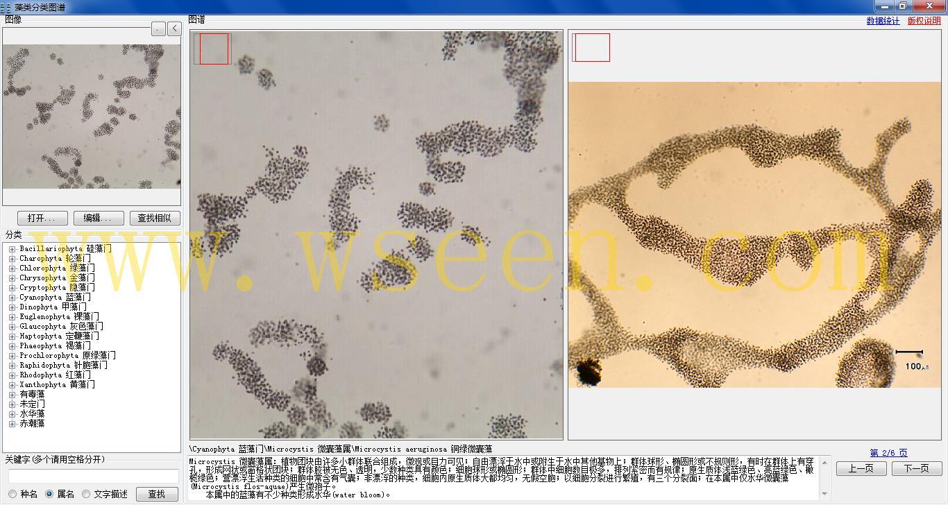 microcystis aeruginosa 铜绿微囊藻1