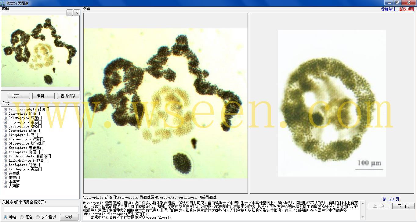 microcystis aeruginosa 铜绿微囊藻