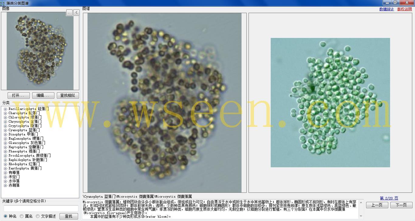 microcystis 微囊藻属1