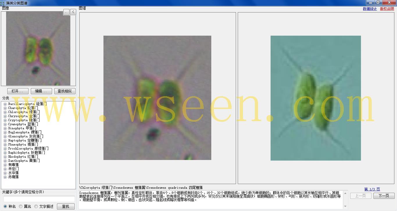 scenedesmus quadricauda 四尾栅藻