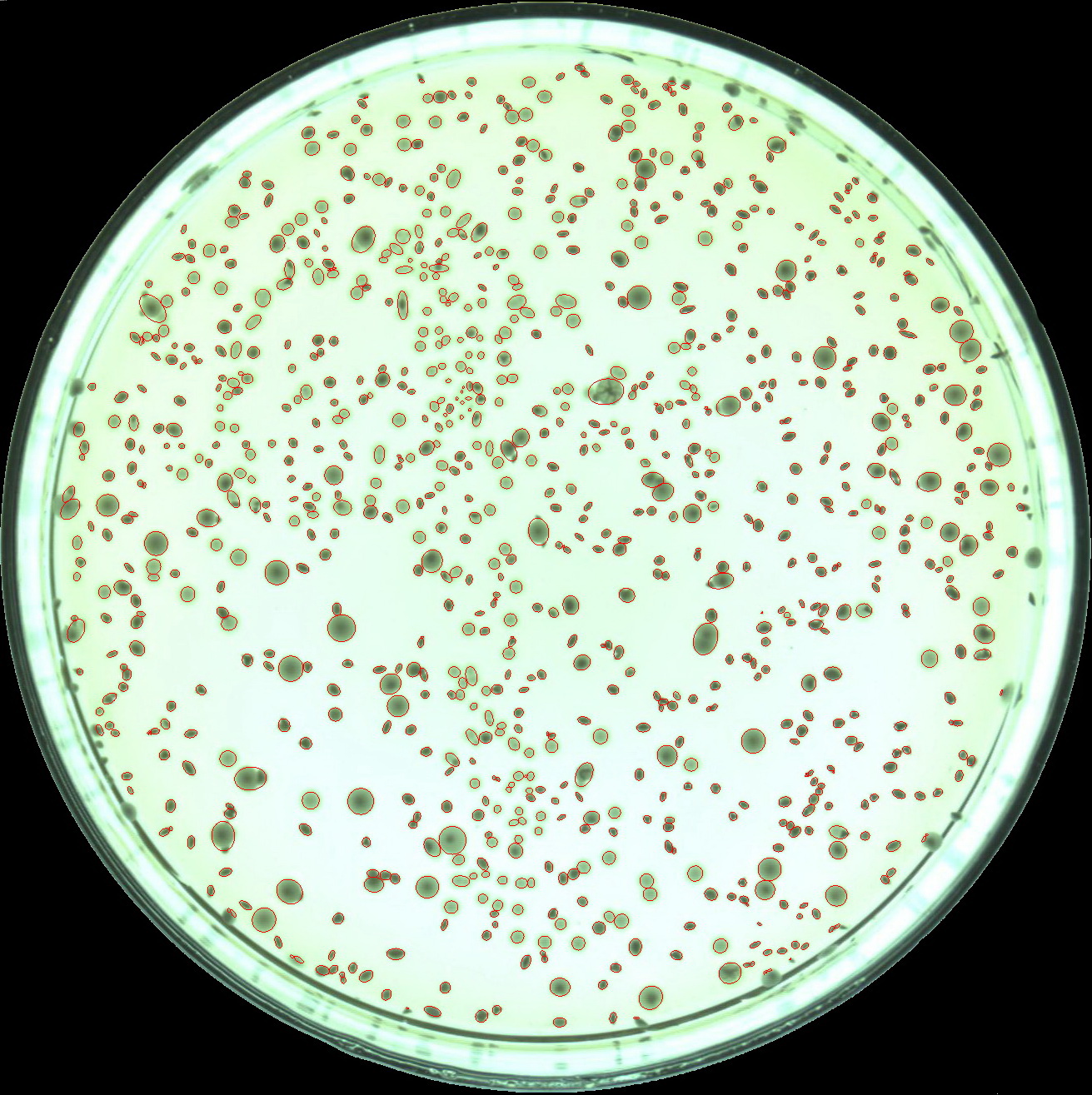 肉眼能看到的细菌“小团体”——菌落 - 知乎
